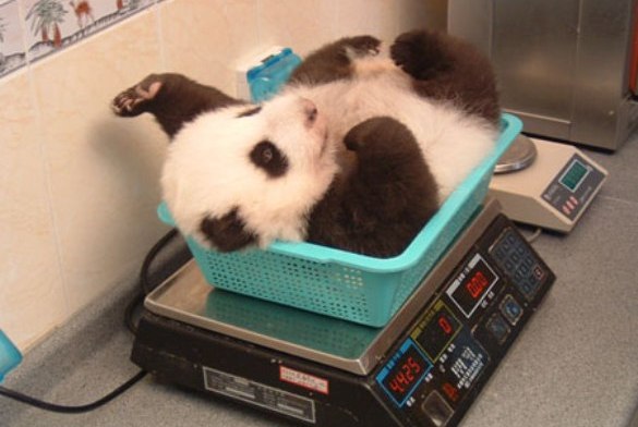 baby panda