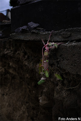 living on the edge, bergsbestigare, mountain climber, foto anders n