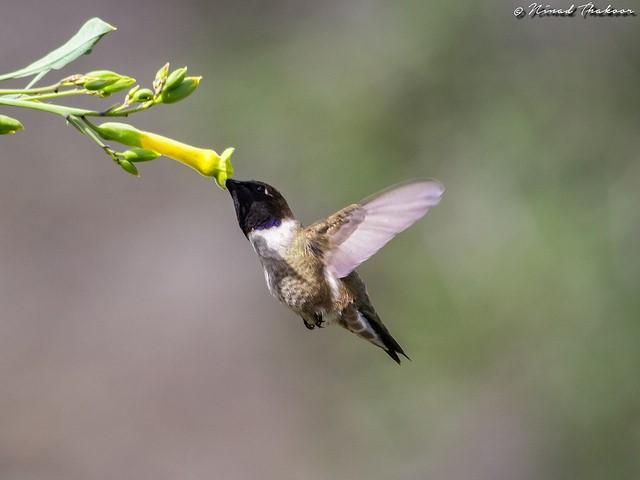 Looking different to your parents can be an evolutionary advantage