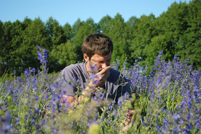 Шалфей луговой (Salvia pratensis L.)