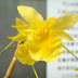 Dendrobium dixanthum - Hoàng thảo dòng hoa vàng