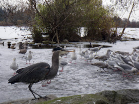  Blue Herron and seagulls,  Lost Lagoon in winter