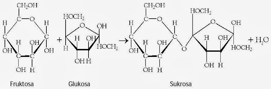 Pengertian dan Struktur Karbohidrat Contoh Fungsi  