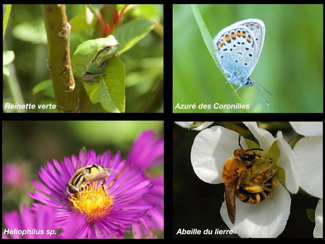 Faune du jardin, papillons,grenouille,abeilles,insectes