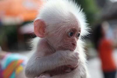 cute baby monkey