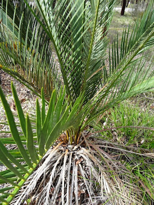 Macrozamia riedlei