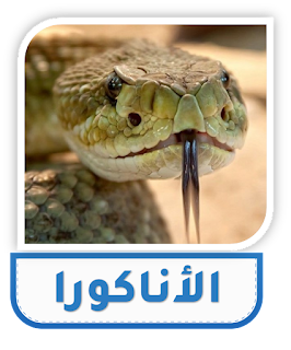 الأناكورا