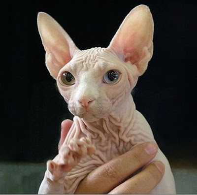 difference peterbald and sphynx