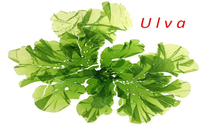 Ulva