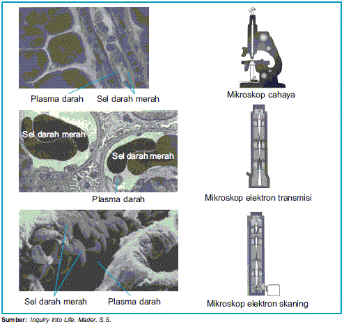 Cara Mengamati Sel Dengan Jenis Mikroskop  Paramita Blog