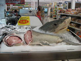 Shark at US Imports, Sandy Ground St. Martin