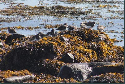 22-turnstones