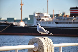 山下公園のカモメの写真