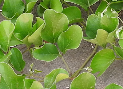 濱刀豆的葉
