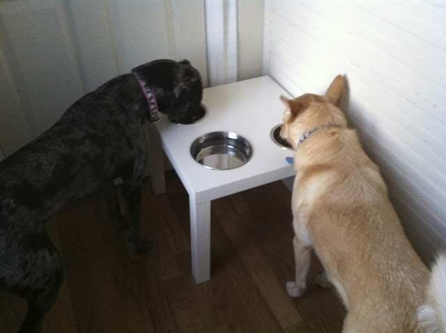 Dog Diner