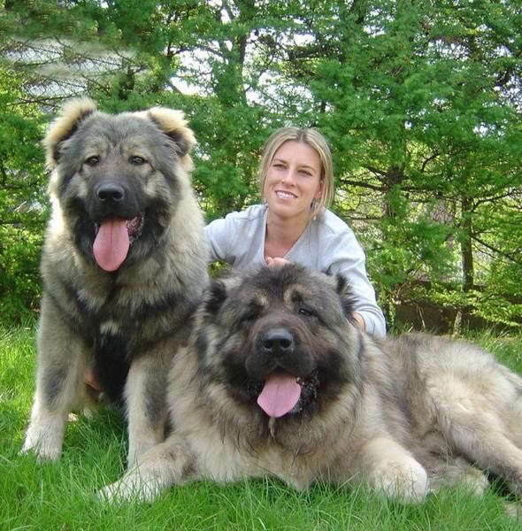 King of Dogs Caucasian Shepherd  funnywebpark