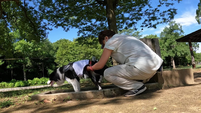 保護犬 ボーダーコリー トーマ