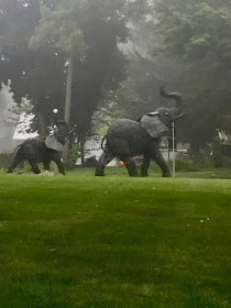 circus elephants on the lawn