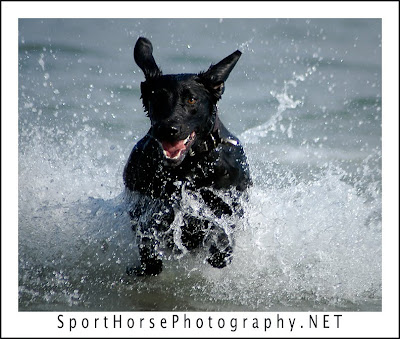 Labels: Black Lab, Lab, Labrador Retriever