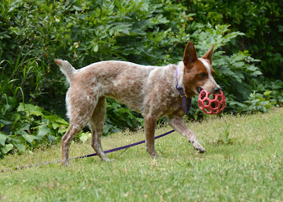 rubber mesh dog ball