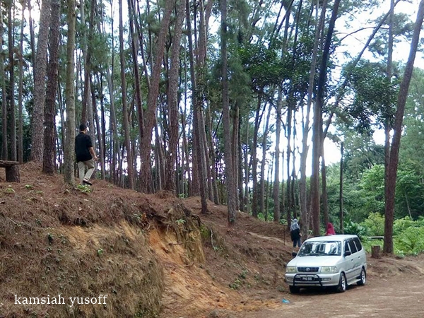 Terap Pine Forest  Detik Detik Indah Dalam Hidupku