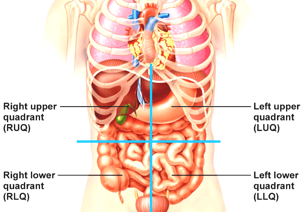 Quadrant (anatomy) - Human Anatomy Organs Left Side