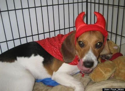 Crazy Halloween Costume for Dog Seen On www.coolpicturegallery.us