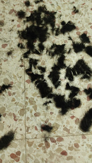 בתמונה: נשורת של שיער על הרצפה