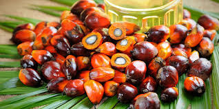 MCX crude palm oil, MCX Crude palm oil tips, agri commdity tips, Agri commodity calls, 