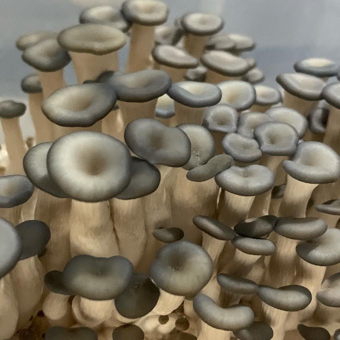 Oyster Mushroom Training in Maharashtra | Mushroom Cultivation Training in Maharashtra | Oyster Mushroom Training in June 2021