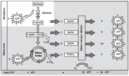 Hasil respirasi seluler dalam bentuk ATP