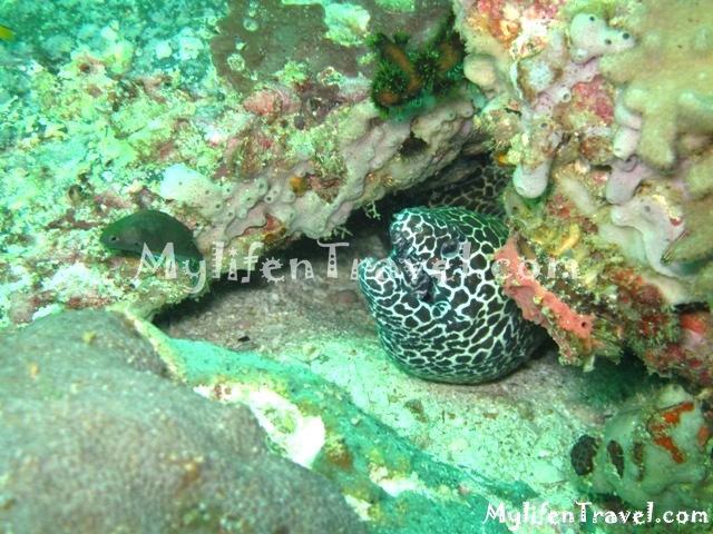 Koh Lipe Diving 69