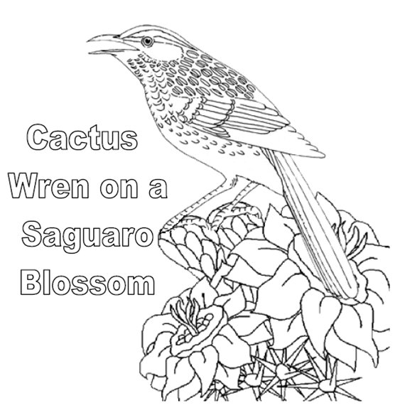 Coloring & Activity Pages: Cactus Wren on a Saguaro Blossom - Arizona