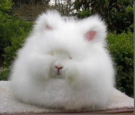 Amazing Animal Pictures Angora Rabbit (2)