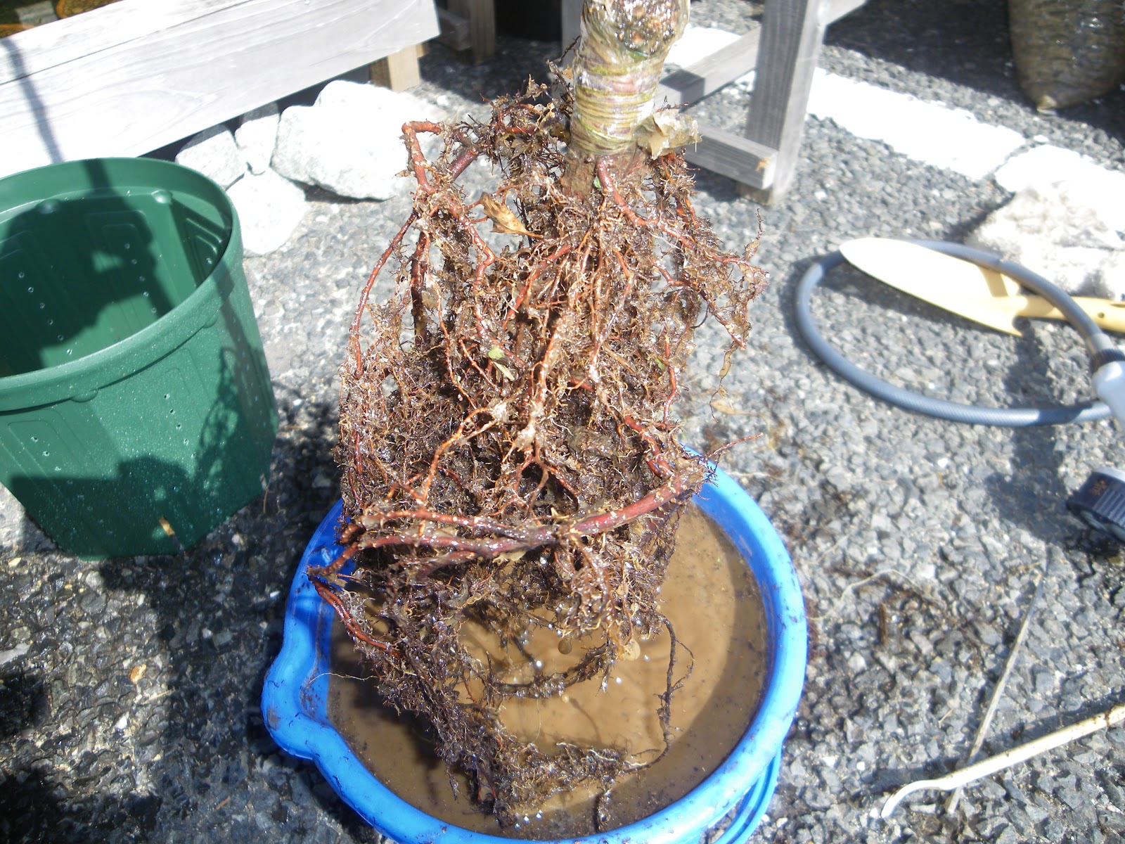 桜を鉢植えで育てる 桜の苗木を鉢に植え付ける メダカの大工