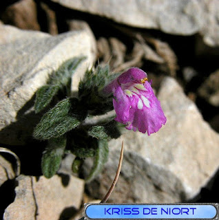 Flore du Mont Ventoux 