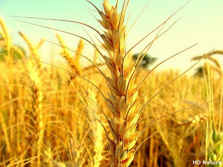 Baisakhi Harvest Wallpaper