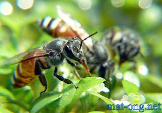 Lời giải nào cho hiện tượng chết hàng loạt của loài ong mật, Mật Ong,   Mật Ong Nguyên Chất, Mật Ong Rừng, làm đẹp với mật ong, chữa bệnh với mật ong, Hỏi Đáp Về Mật Ong, Món NgonVới Mật Ong, Mật Ong - Trị Bệnh Tiểu Đường,  Mật Ong - Trị Bệnh Viêm Khớp,  Mật Ong - Làm Đẹp Da,  Mật Ong - Chữa Bệnh,  Mật Ong - Giảm Cân An Toàn,  Mật Ong - Trị Bệnh Dạ Dày,  Mật Ong - Trị Mụn Chứng Cá,  Phân biệt Mật Ong,  Bảo Quản Mật Ong,  Kết Hợp Mật Ong Với Nha Đam,  Kết Hợp Mật Ong Với Quế,  Lưu Ý Khi Sử Dụng Mật Ong