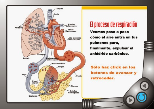 http://www.ceiploreto.es/sugerencias/animaciones/ciencias/respiracion.swf