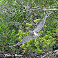 Tricolored Heron in flight – Amelia Island Greenway, FL – Apr. 8, 2018 – photo by Roberta Palmer