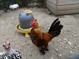 2016.07.27-013 coq