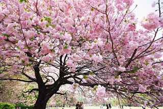 Jardin d'acclimatation 