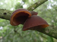 Auricularia auricula-judae