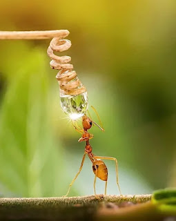 hormiga bebiendo una gota de agua
