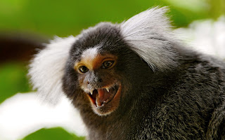 Marmoset Monkey Wallpapers