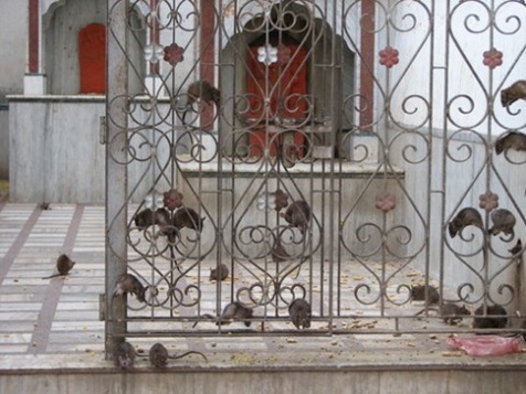 templo de ratas 1
