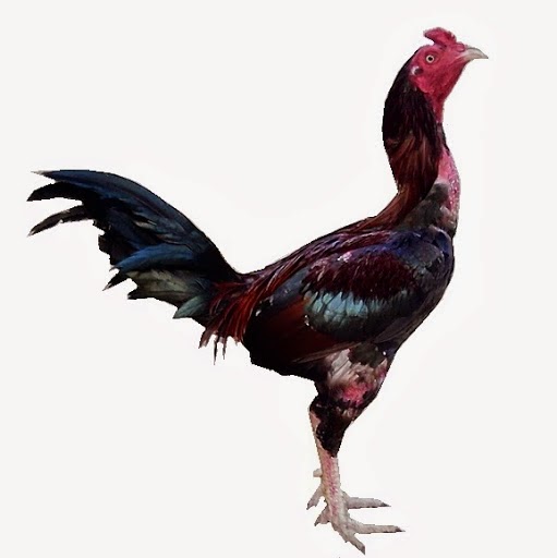 3 Ayam  Aduan Terbaik Sedunia Ayam  Laga Artikel lengkap 