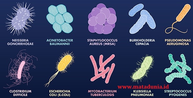 Pengertian Ciri ciri Struktur dan Jenis jenis Bakteri 