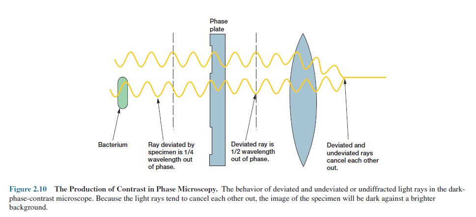 The production of contrast in phase microscopy