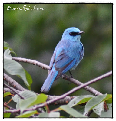 The Verditer Flycatcher (Eumyias Thalassinus)